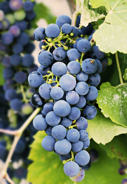 grapes-3623694_1920_rid grapes-3623694_1920_rid