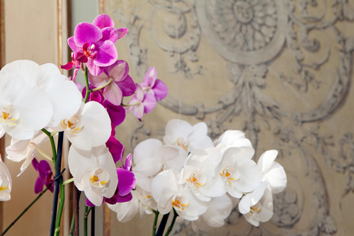 orchidee orchidee